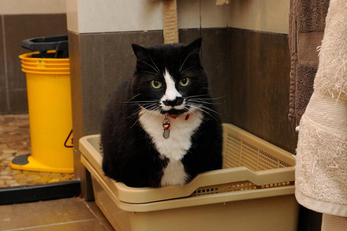 силикагель наполнитель для кошачьего туалета