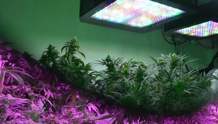 led светильник для растений 50w