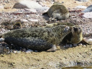 Kurgalskiy reserve grey seals