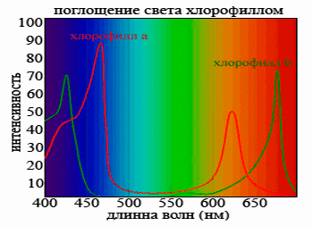 Поглощение света хлорофиллом